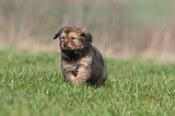 DOGUE DU TIBET 297